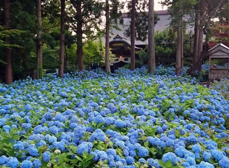 雲昌寺のあじさい 秋田県男鹿市 なびたび北東北