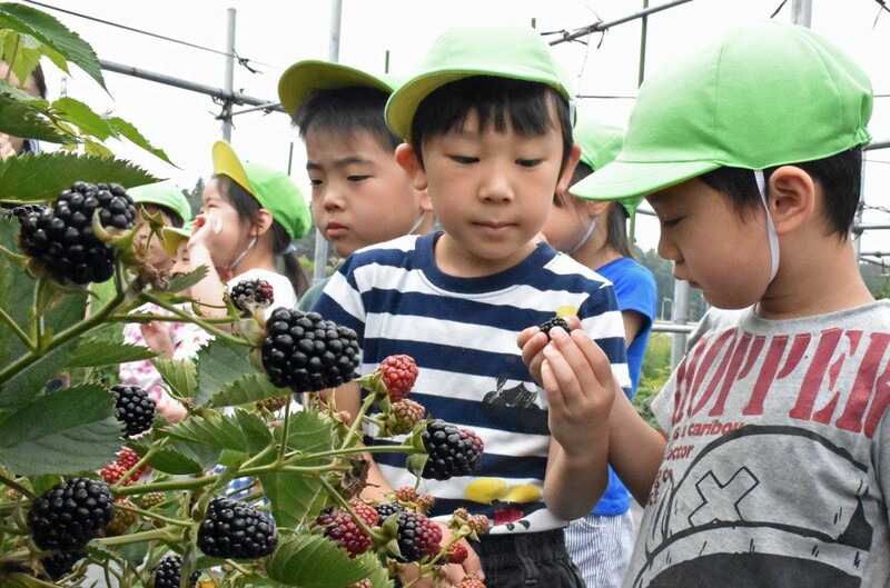 大粒のブラックベリー 青森の観光農園オープン なびたび北東北 大粒のブラックベリー 青森の観光農園オープン なびたび北東北