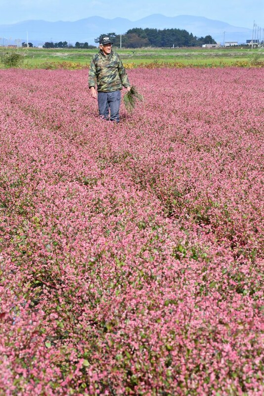 青森の農場で あおもり藍 開花期に なびたび北東北