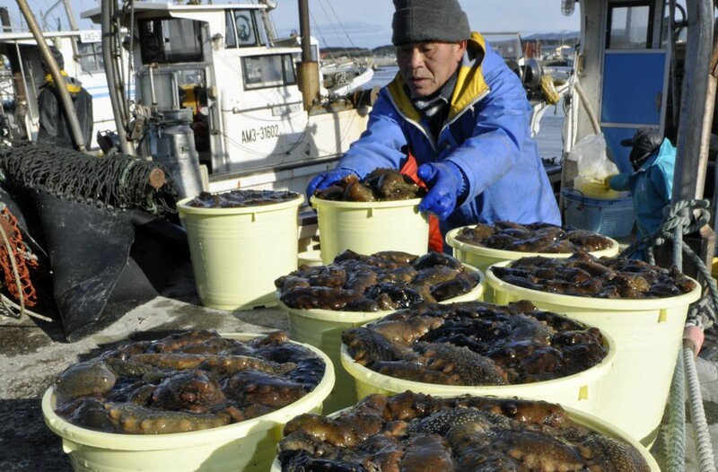 連載うまい森 味めぐり 正月料理に極上なまこ 横浜町 なびたび北東北