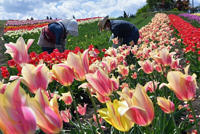 来年に向け五戸でチューリップ花摘み作業 なびたび北東北