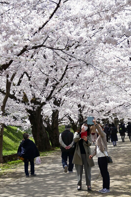 桜のトンネル満開 弘前公園 なびたび北東北