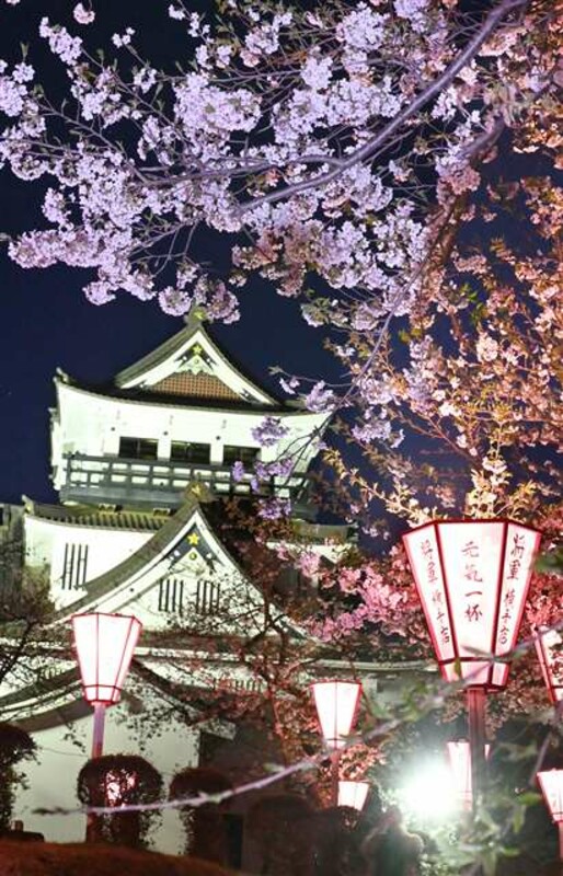 ぼんぼりに照らされて 横手公園の夜桜 幻想的 なびたび北東北